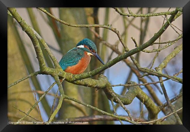 Kingfisher watches Framed Print by David Mather