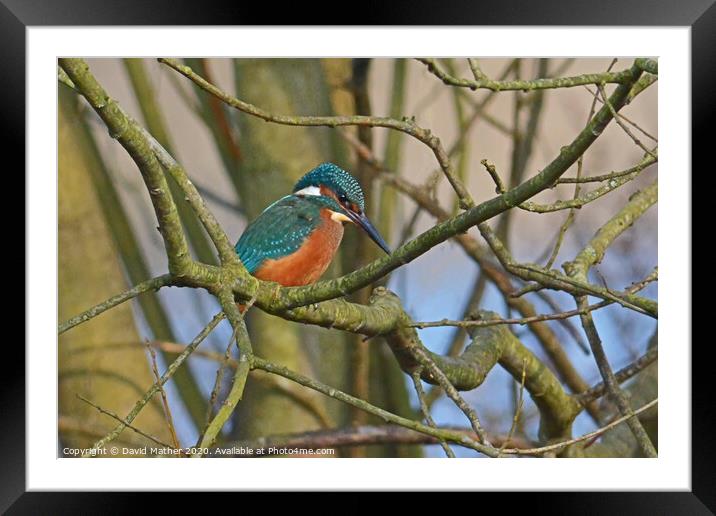 Kingfisher watches Framed Mounted Print by David Mather