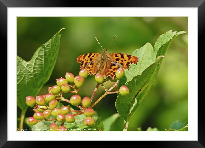 Comma butterfly soaking up the rays Framed Mounted Print by David Mather