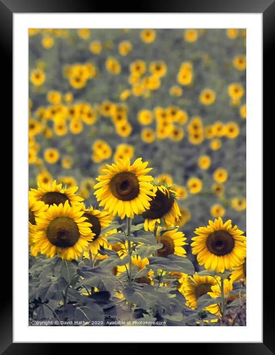 Sunflowers Framed Mounted Print by David Mather