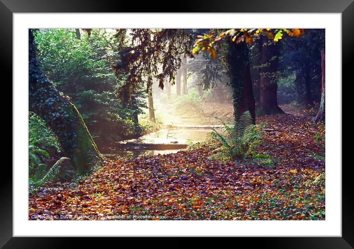 An autumn woodland Framed Mounted Print by David Mather