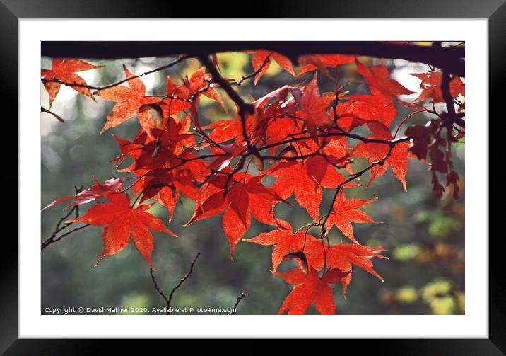Maple in Autumn Framed Mounted Print by David Mather