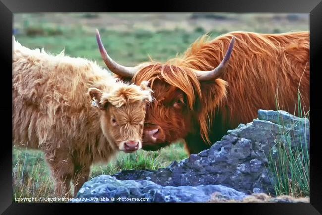 Highland Cow and Calf Framed Print by David Mather