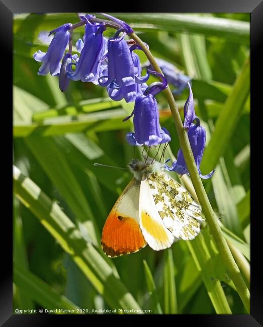 Orange Tip butterfly nectaring on Bluebell flower Framed Print by David Mather