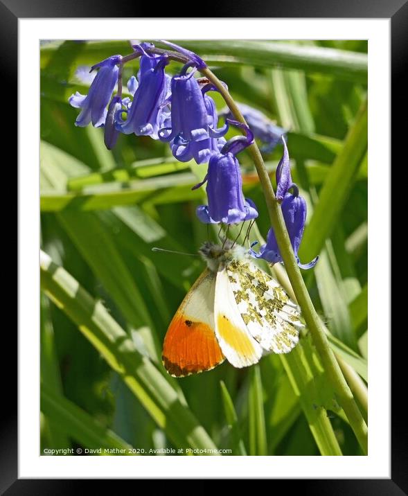 Orange Tip butterfly nectaring on Bluebell flower Framed Mounted Print by David Mather