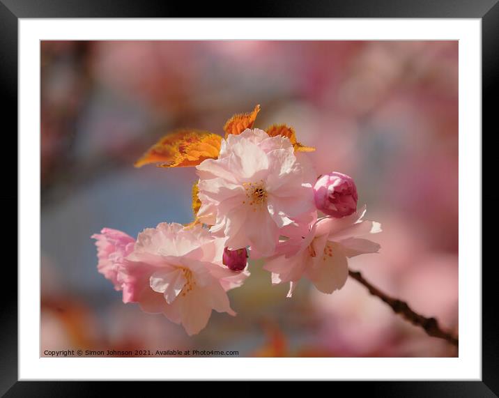 Spring Cherry Blossom Framed Mounted Print by Simon Johnson
