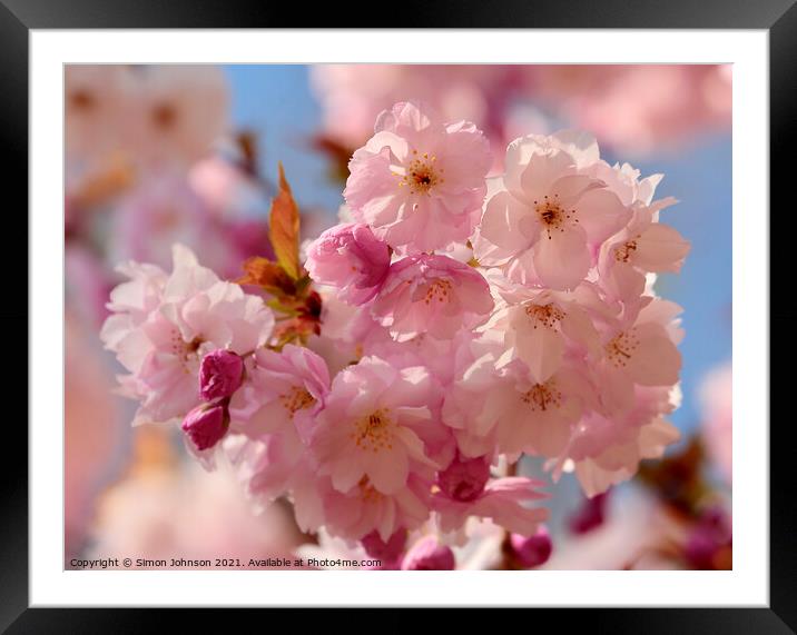 Cherry Blossom Framed Mounted Print by Simon Johnson