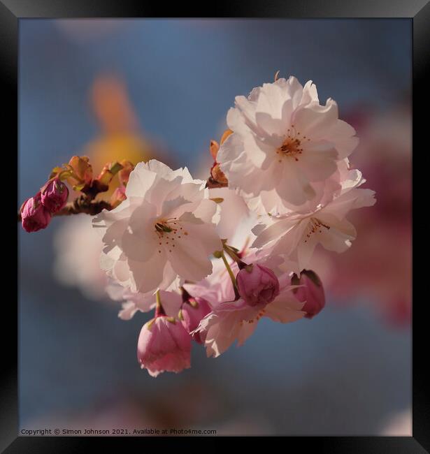 sunlit Spring Blossom Framed Print by Simon Johnson