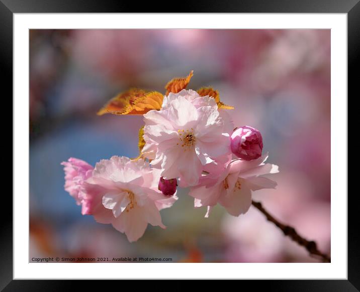 Spring Blossom Framed Mounted Print by Simon Johnson