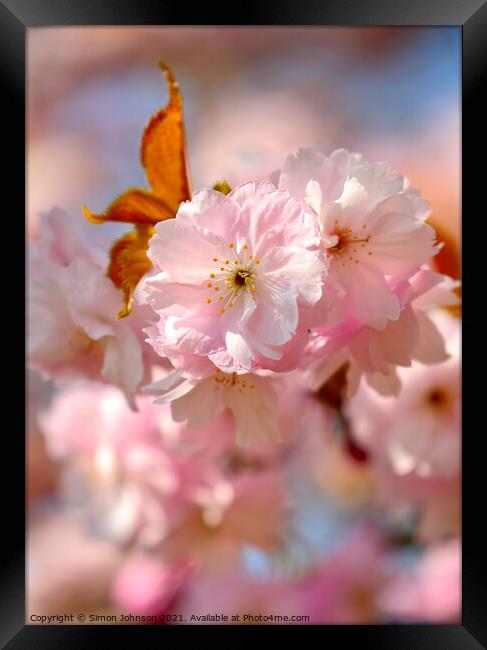spring Blossomr Framed Print by Simon Johnson