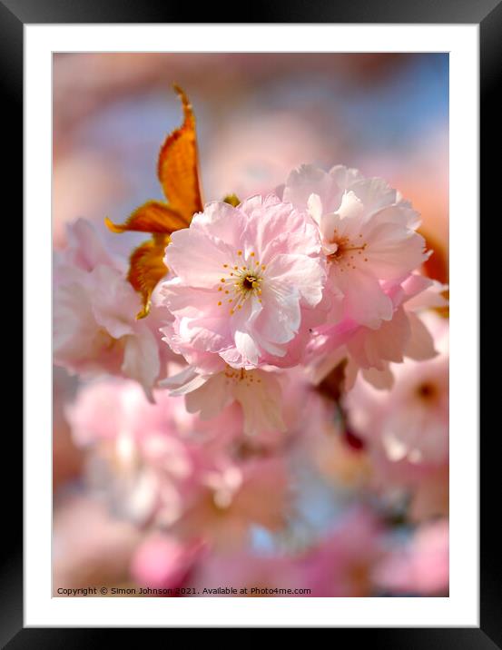 spring Blossomr Framed Mounted Print by Simon Johnson