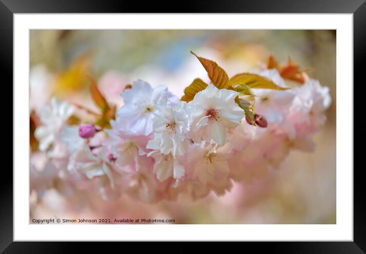 spring Cherry blossom Framed Mounted Print by Simon Johnson