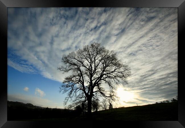 Tree silhouette  Framed Print by Simon Johnson