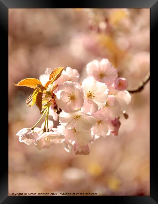 A close up sunlit spring blossom Framed Print by Simon Johnson