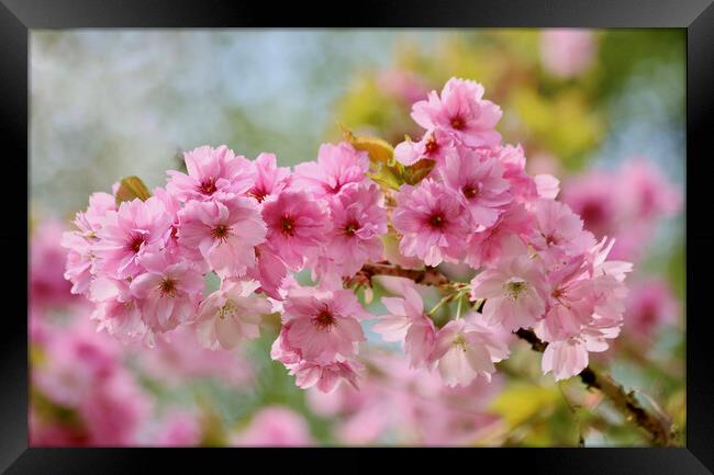 Cherry Blossom Framed Print by Simon Johnson