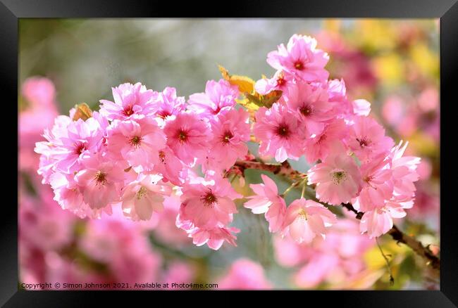 Cherry Blossom Framed Print by Simon Johnson