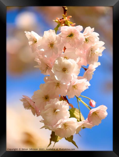 Spring blossom Framed Print by Simon Johnson