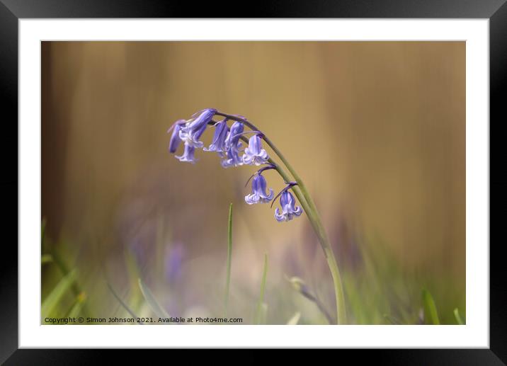 Bluebell Flower Framed Mounted Print by Simon Johnson