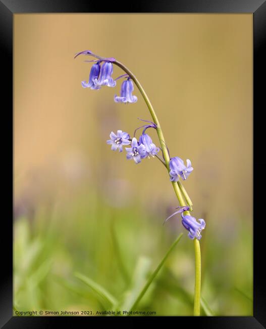A close up of bluebell flower Framed Print by Simon Johnson