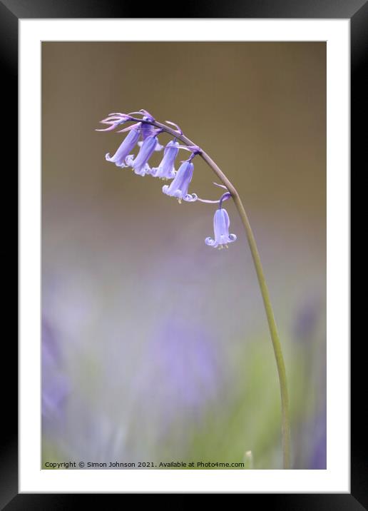 Bluebel Flower Framed Mounted Print by Simon Johnson
