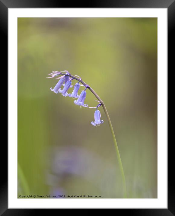 bluebell flower Framed Mounted Print by Simon Johnson