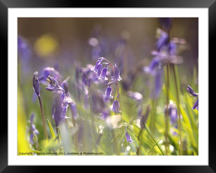 sunlit bluebell Framed Mounted Print by Simon Johnson