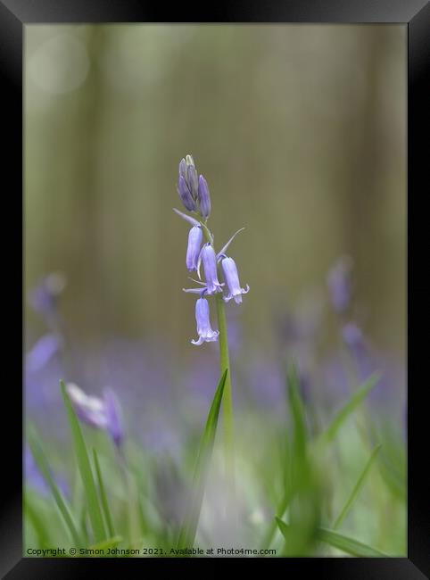 Bluebell  flower Framed Print by Simon Johnson