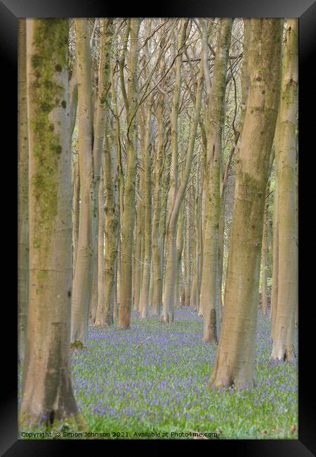  Trees and bluebells Framed Print by Simon Johnson