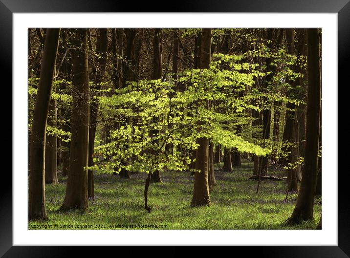sunlit Beech tree Framed Mounted Print by Simon Johnson