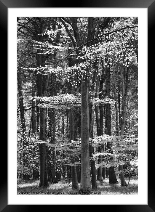 sunlit spring woodland Framed Mounted Print by Simon Johnson