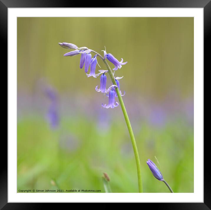 bluebell close up Framed Mounted Print by Simon Johnson