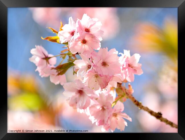 Sunlit Cherry Blossom  Framed Print by Simon Johnson