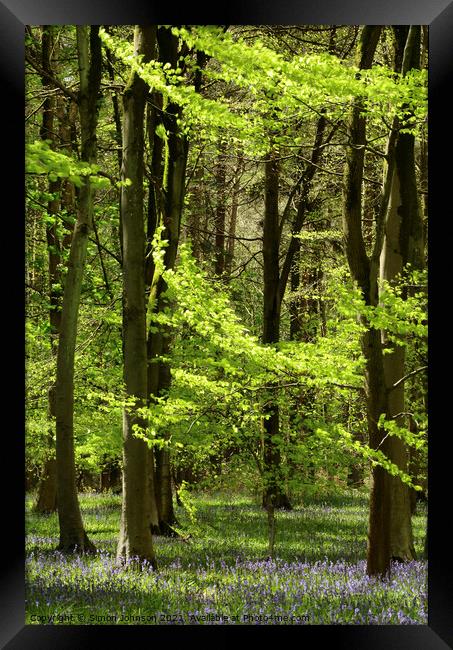 Spring woodland Framed Print by Simon Johnson