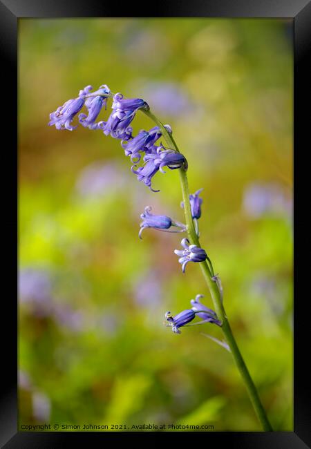 Stand out bluebell Framed Print by Simon Johnson