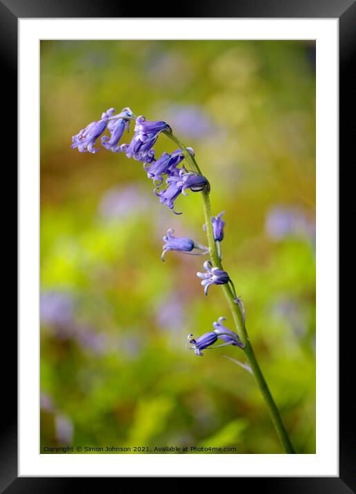 Stand out bluebell Framed Mounted Print by Simon Johnson