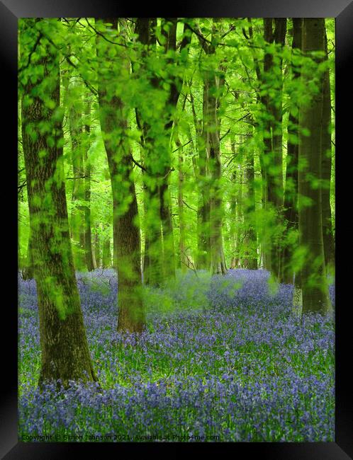 Bluebell Wood Framed Print by Simon Johnson
