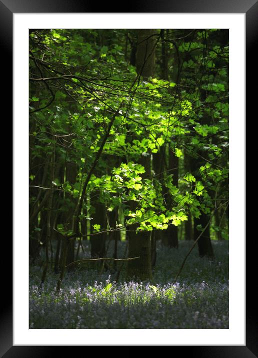 sunlit tree and bluebells Framed Mounted Print by Simon Johnson