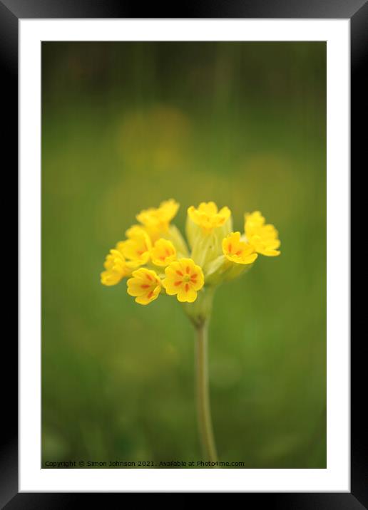 meadow flower Framed Mounted Print by Simon Johnson