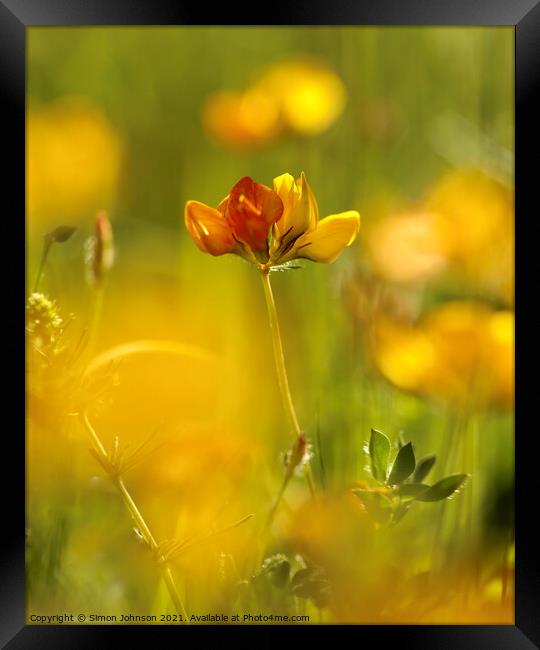meadow flower Framed Print by Simon Johnson