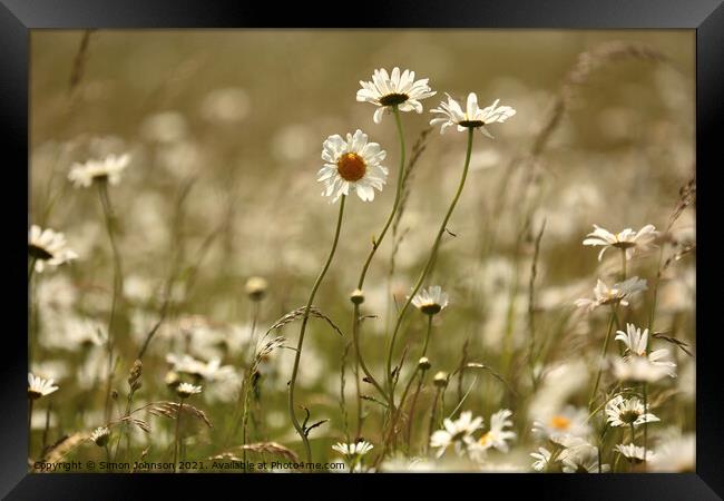 Daisys Framed Print by Simon Johnson