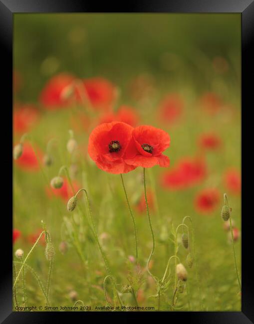 him and her poppies Framed Print by Simon Johnson