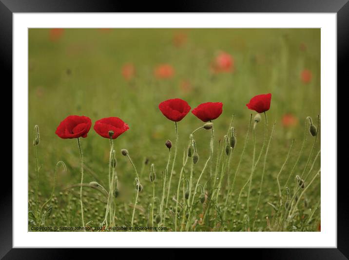 Five poppies Framed Mounted Print by Simon Johnson