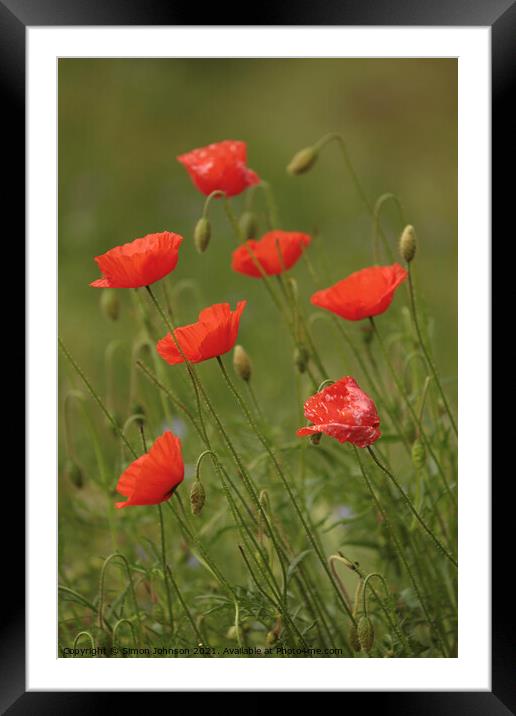 Seven poppies Framed Mounted Print by Simon Johnson