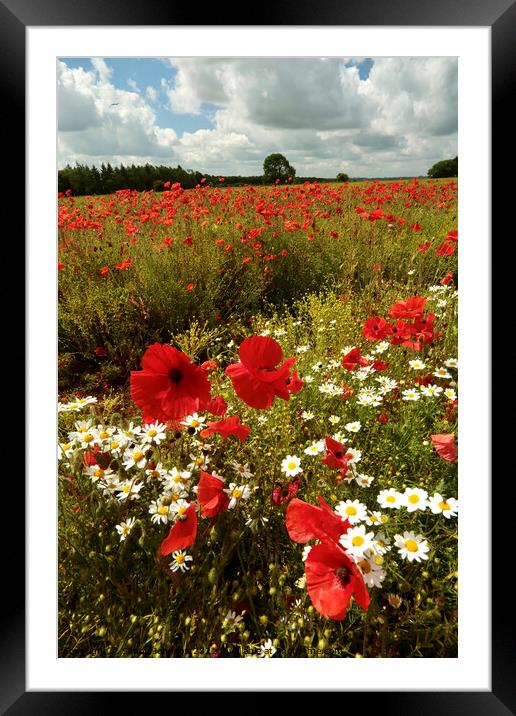 Summer poppies Cotswolds Framed Mounted Print by Simon Johnson