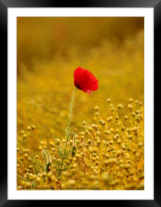 wind blown poppy Framed Mounted Print by Simon Johnson