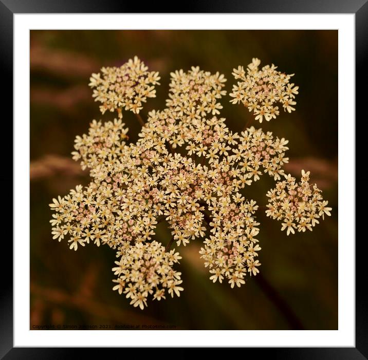 Cow Parsley Framed Mounted Print by Simon Johnson