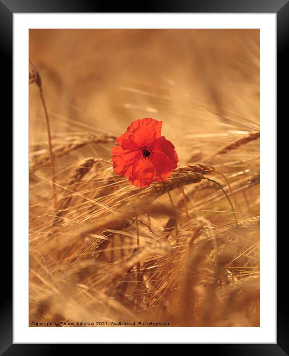 wind blown poppy in corn Framed Mounted Print by Simon Johnson