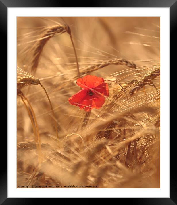 wind blown poppy in corn field Framed Mounted Print by Simon Johnson