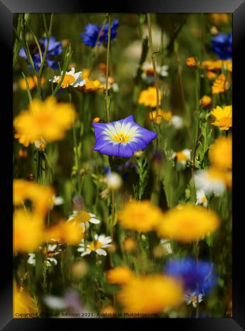 meadow  flowers Framed Print by Simon Johnson