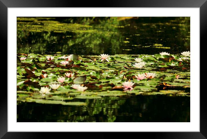 Water Lillies Framed Mounted Print by Simon Johnson